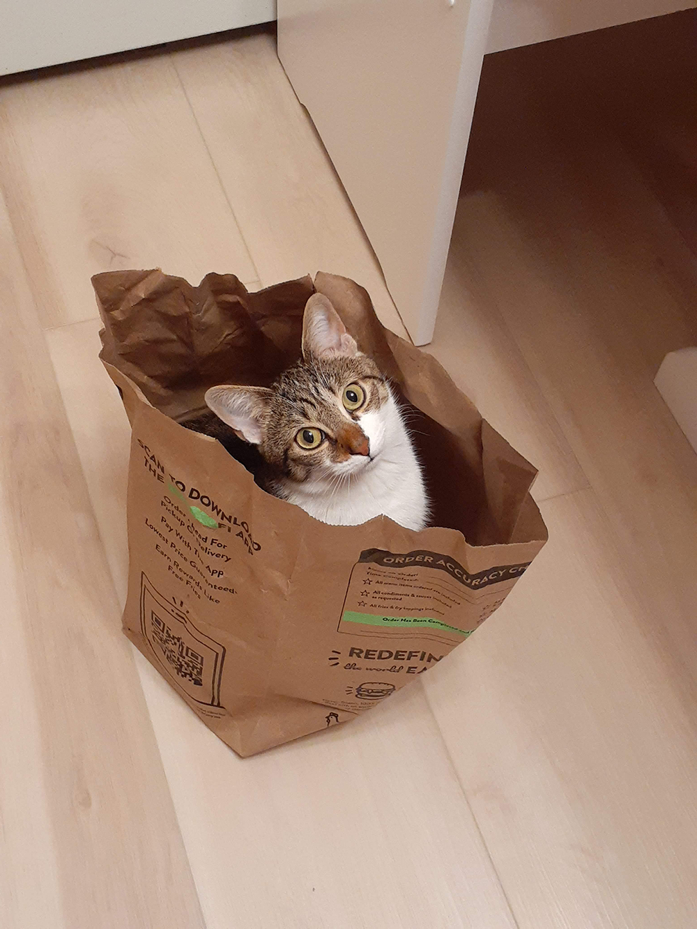Tabby cat Autumn in a brown paper bag
