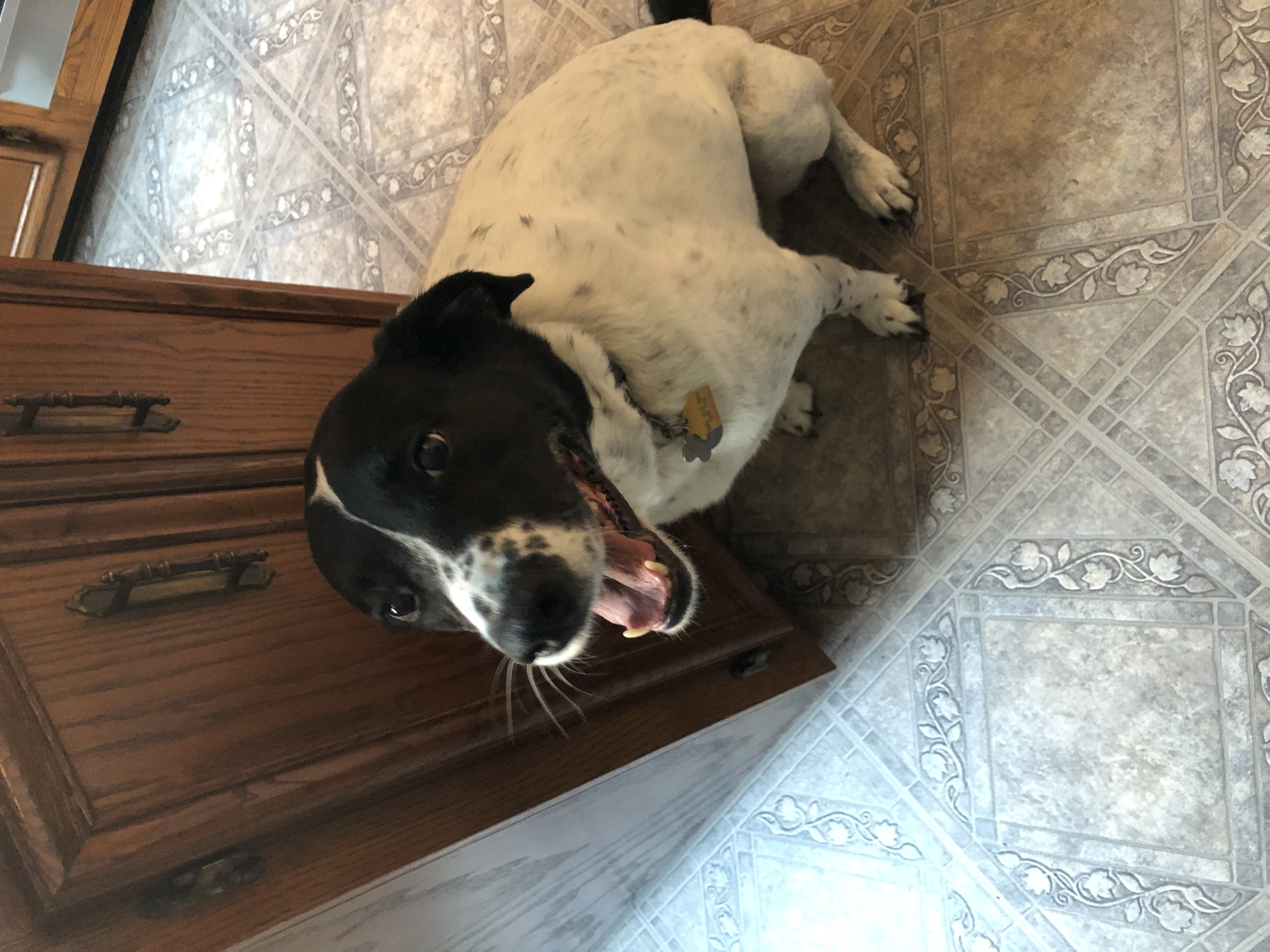 black and white dog in a sitting position