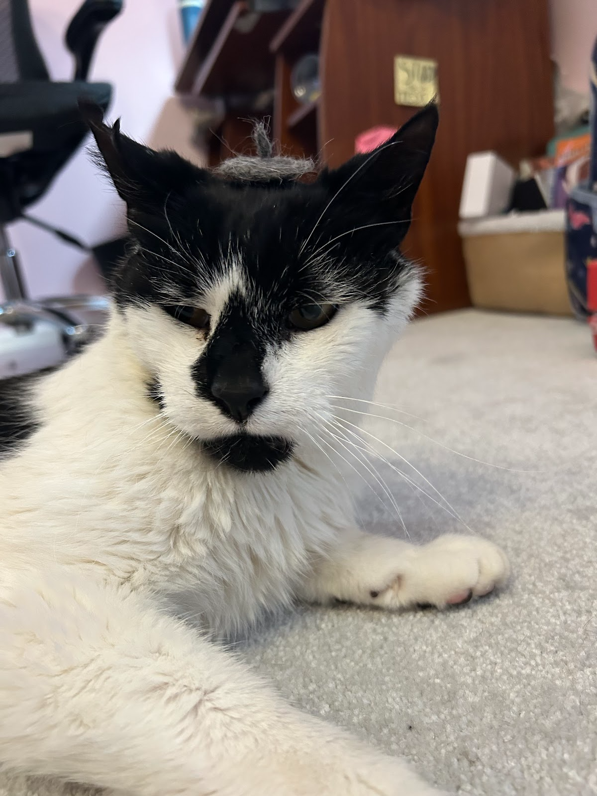 black and white cat laying down