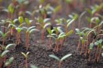 tomato seedlings sprouting in soil