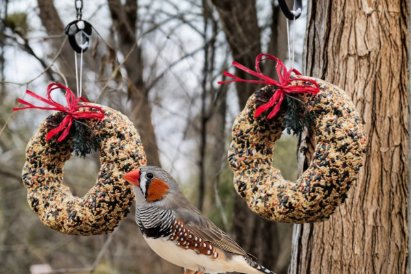 Birdseed Wreaths